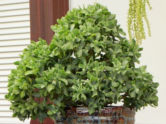 Крассула древовидная (crassula arborescens)