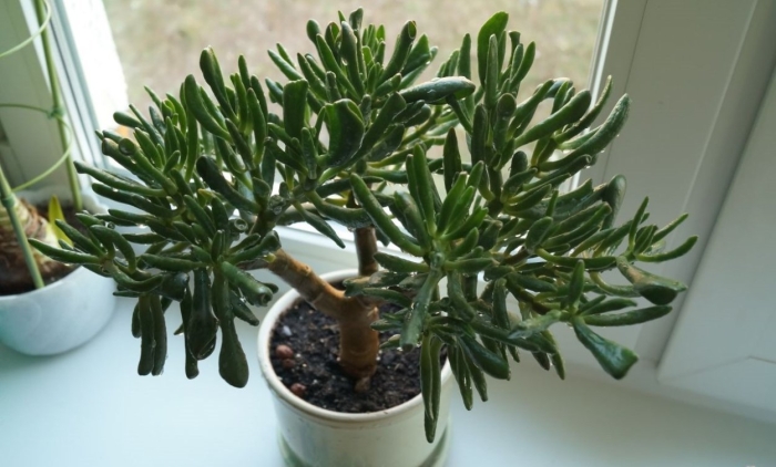 Крассула хоббит