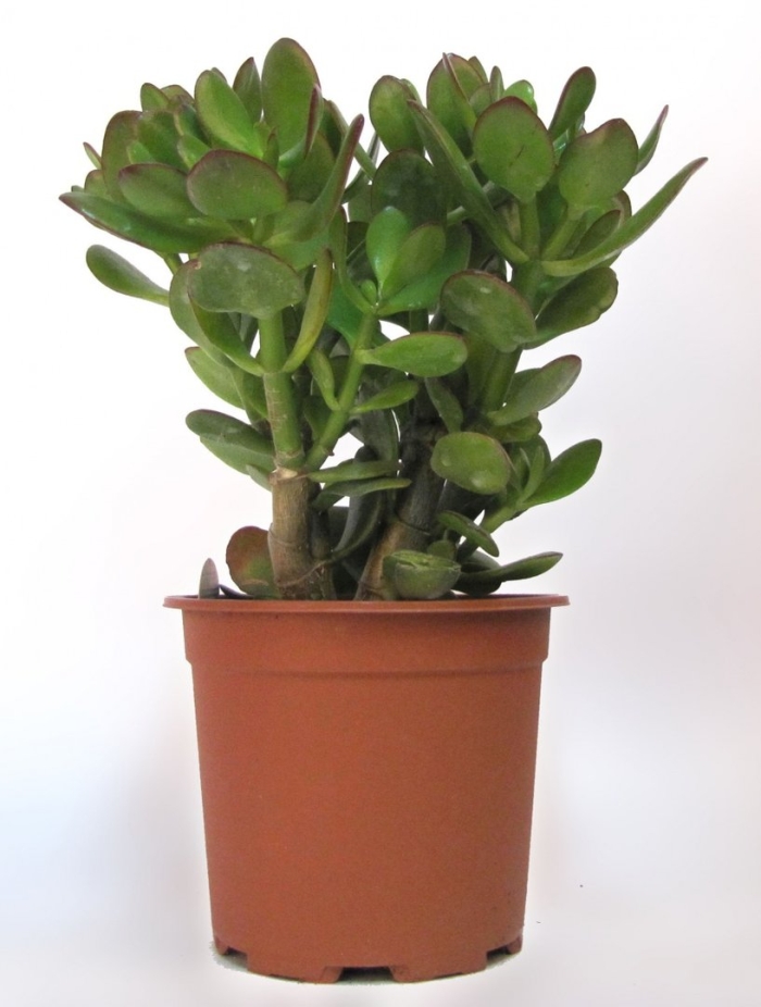 Крассула овата джейд