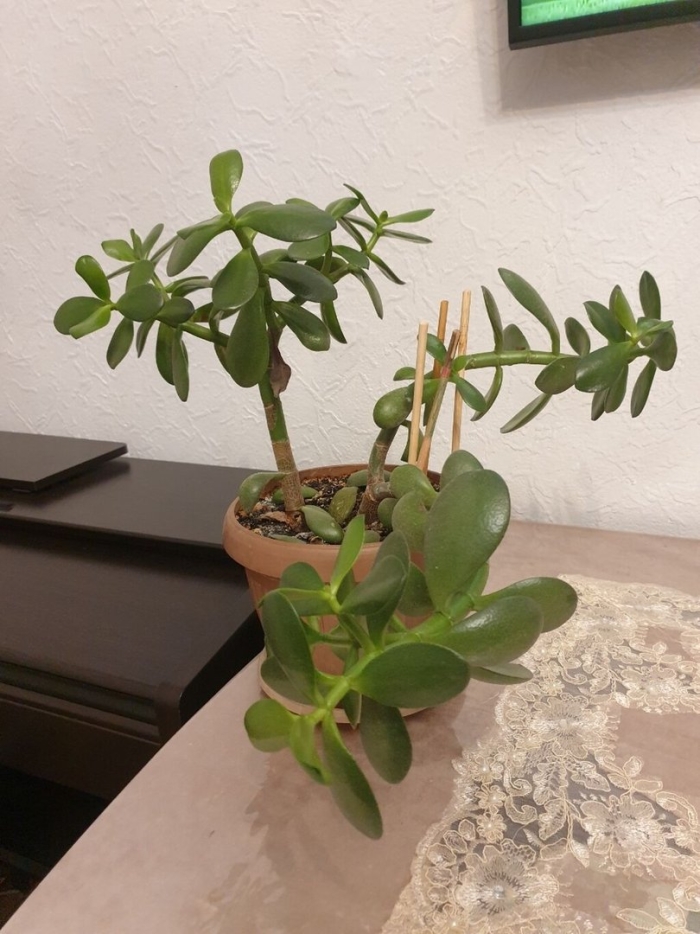 Толстянка или денежное дерево