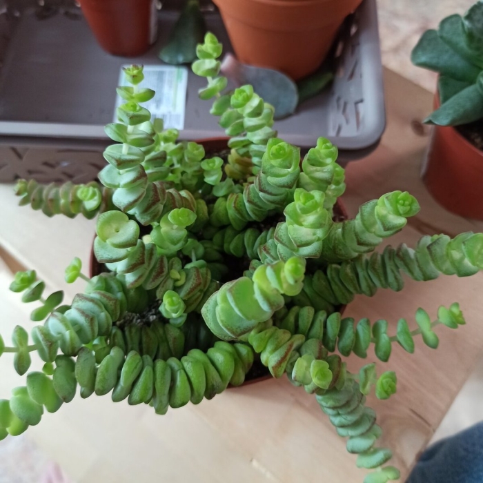 Суккулент крассула плауновидная