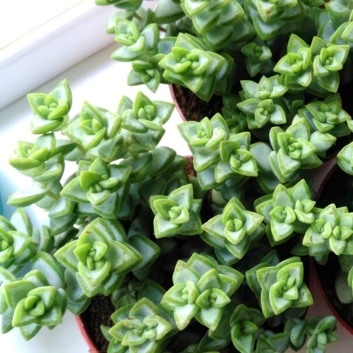 Крассула рупестрис crassula rupestris