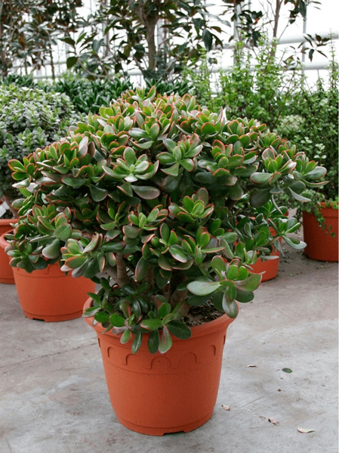 Толстянка крассула