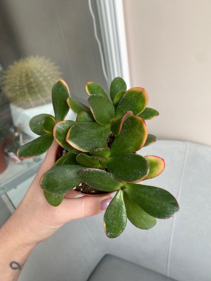 Суккулент крассула