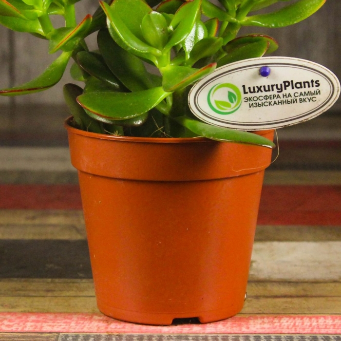 Крассула овата сансет