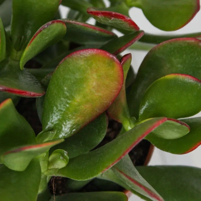 Крассула овальная 'сансет