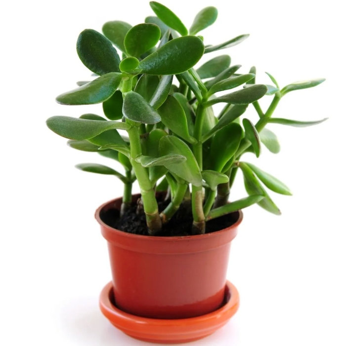 Крассула денежное дерево