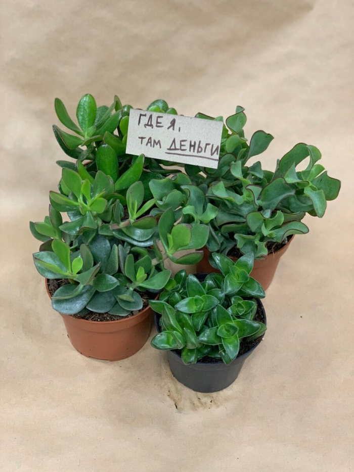 Крассула блю бёрд