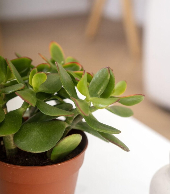 Денежное дерево комнатное