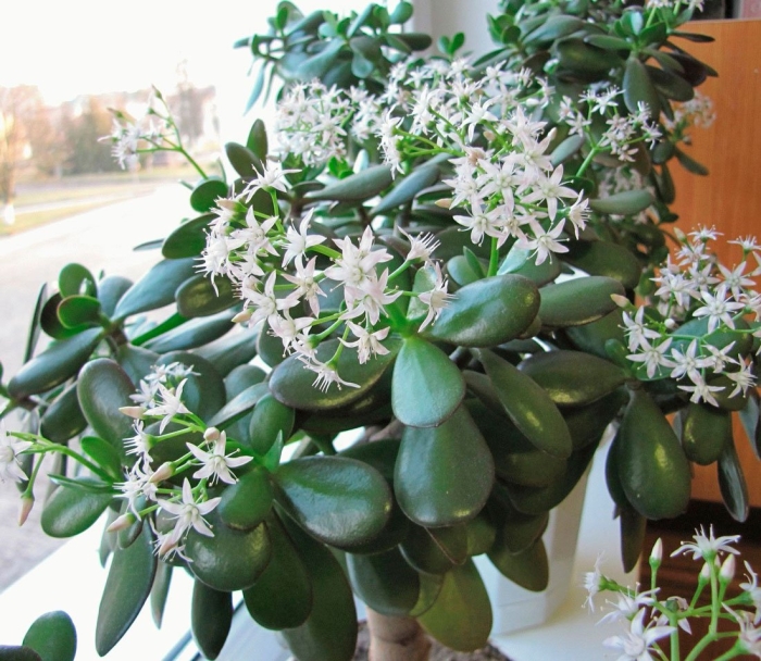 Толстянка - зелёный лекарь.