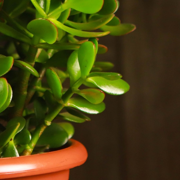 Комнатное растение похожее на денежное дерево