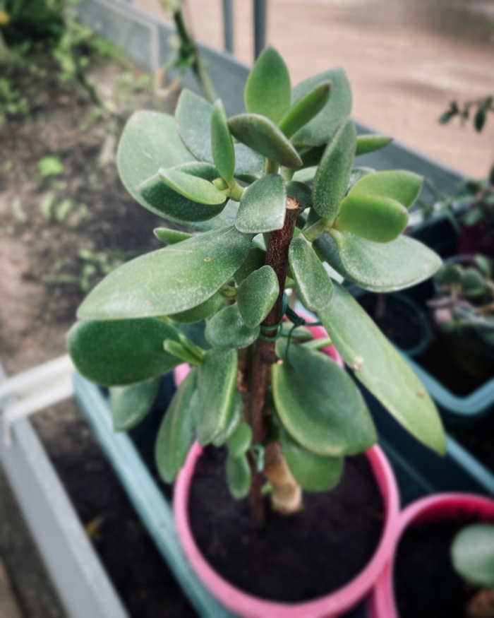 Толстянка живое дерево