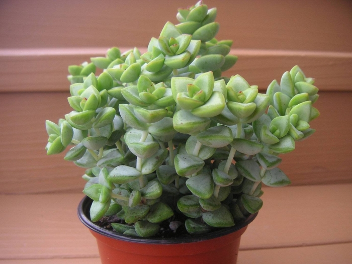 Crassula rupestris