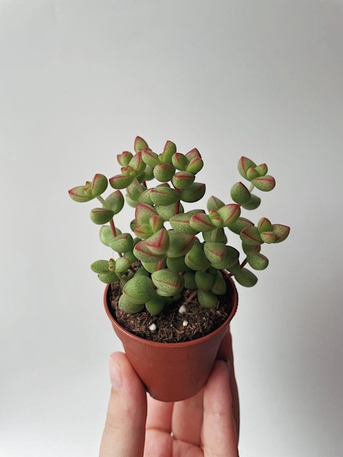 Crassula emerald