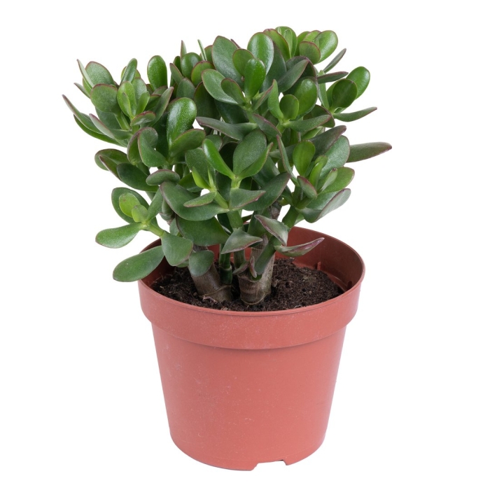 Комнатное растение крассула овата