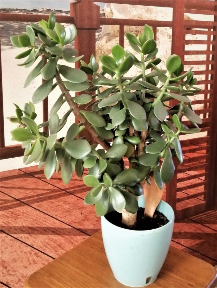 Денежное дерево цветок