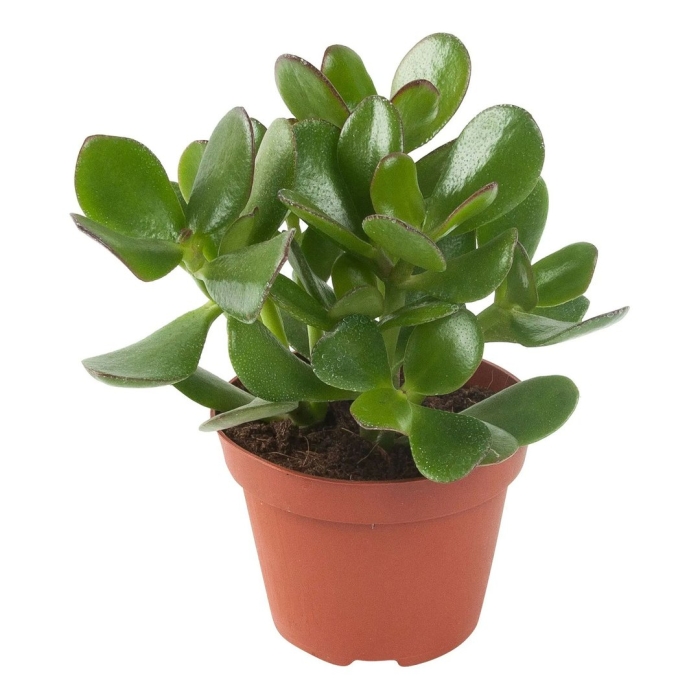 Крассула овата 15