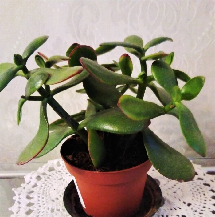 Толстянка денежное дерево