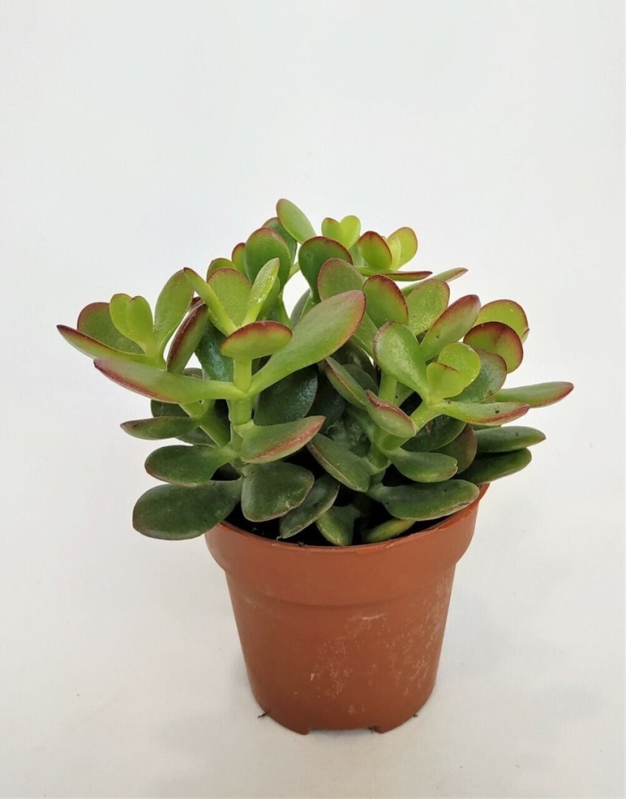 Растение крассула овата