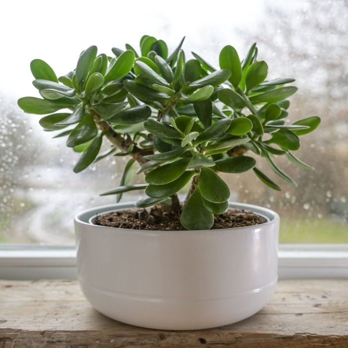Jade plant crassula ovata