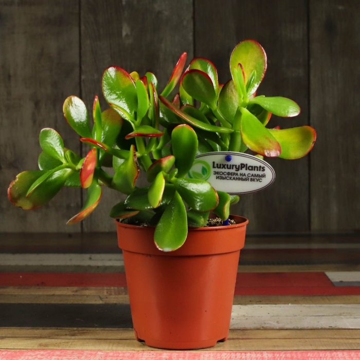 Крассула сансет