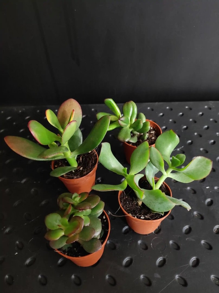 Крассула спринг тайм