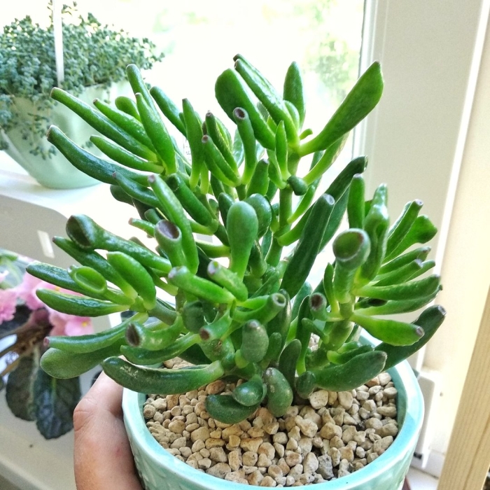 Крассула микс цветок