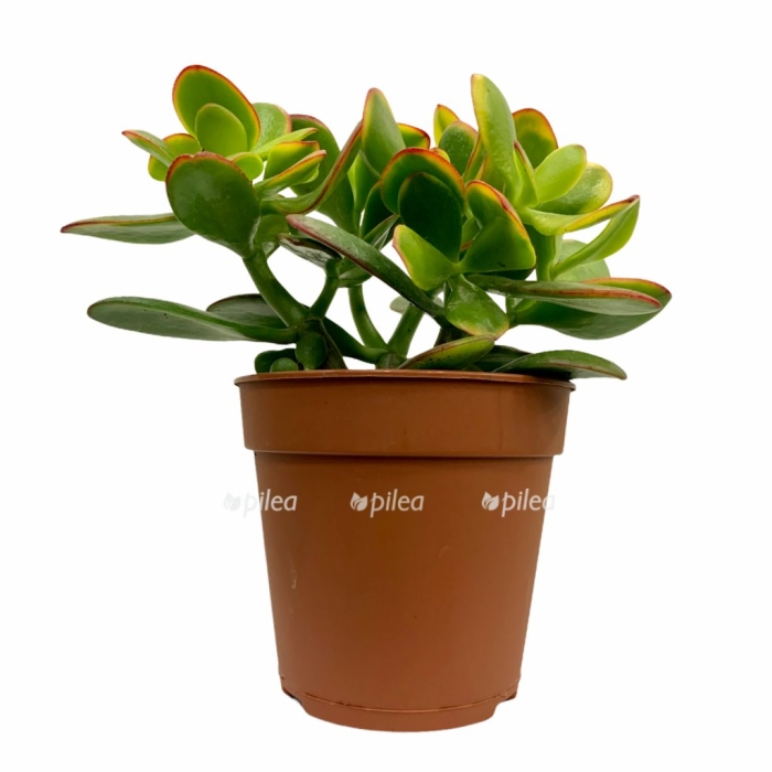 Крассула овата сансет