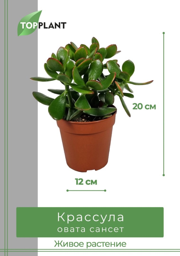 Комнатные растения крассула