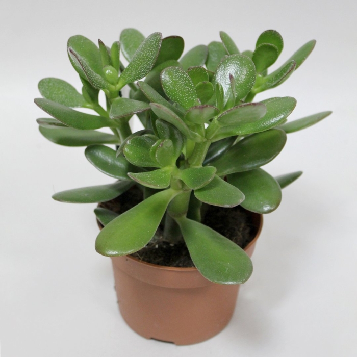 Каланхоэ толстянка крассула