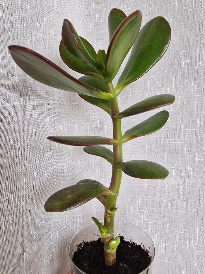 Растение толстянка