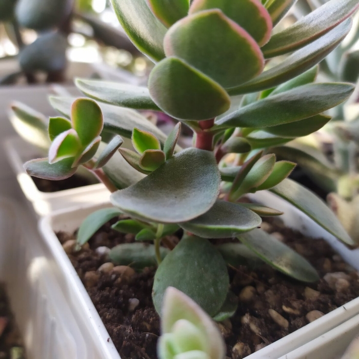 Крестовник крассула