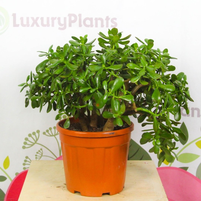 Денежное дерево толстянка