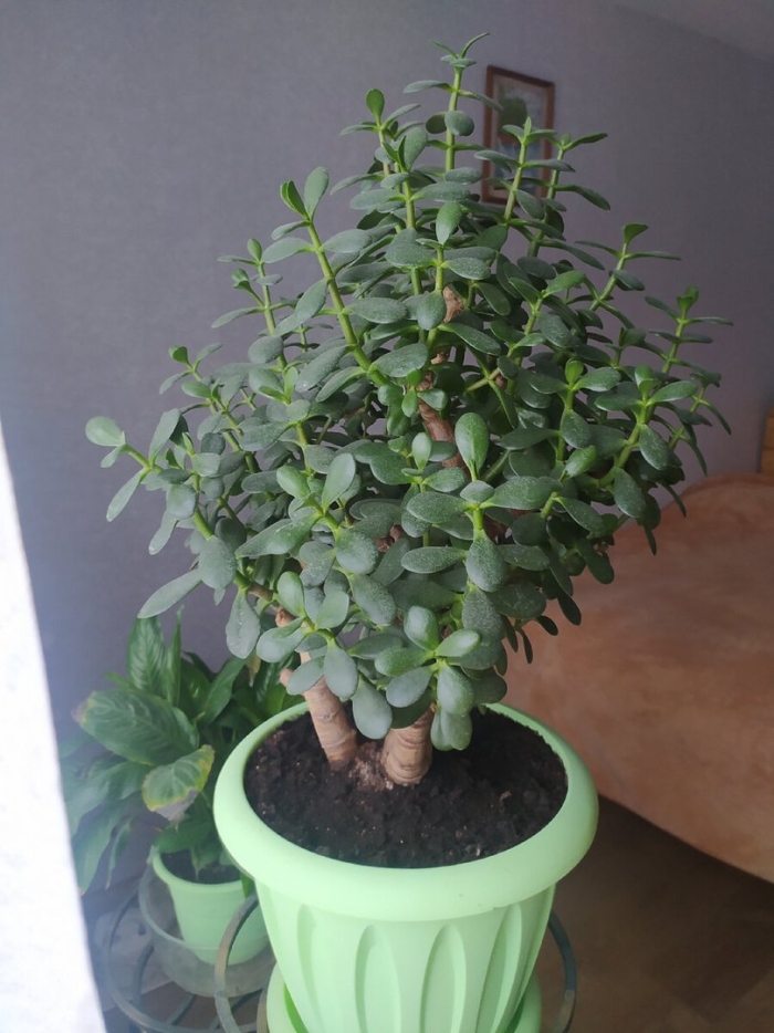 Денежное дерево толстянка