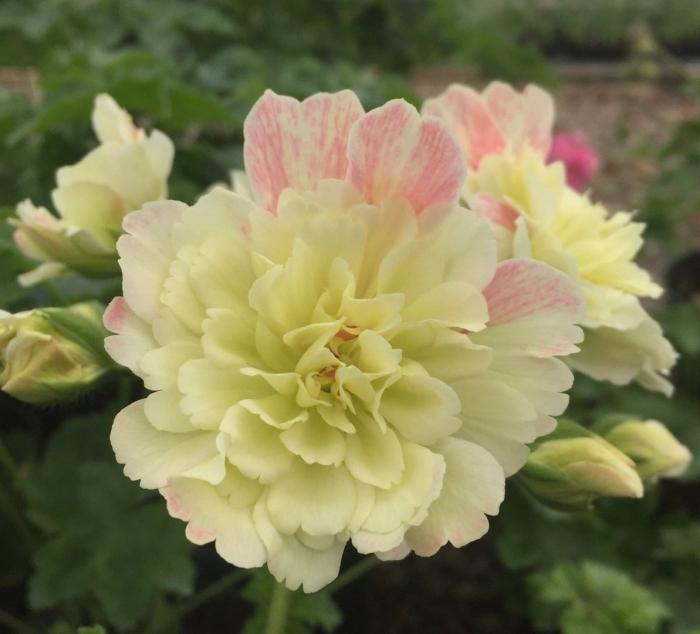 Пеларгония rushmoor zambezi