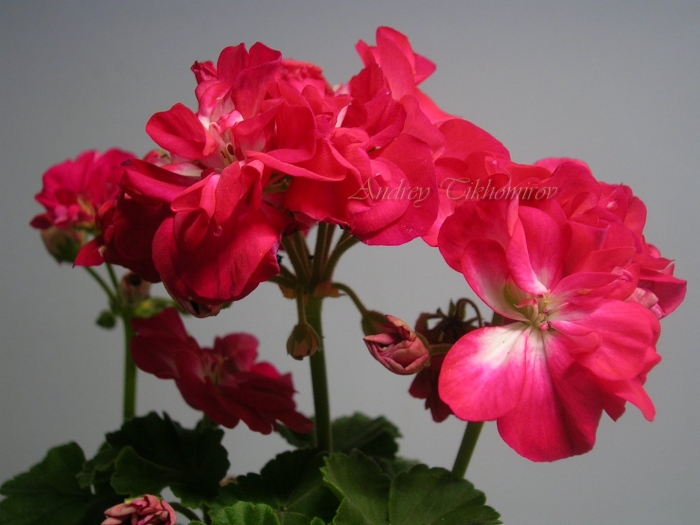 Ирида капля черники пеларгония