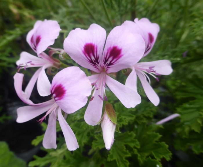 Пеларгония атлантик вайт