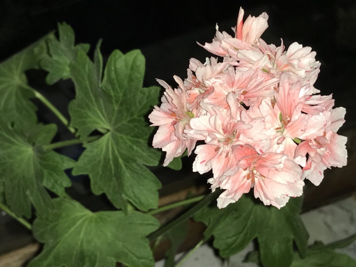 Elnaryds little big пеларгония