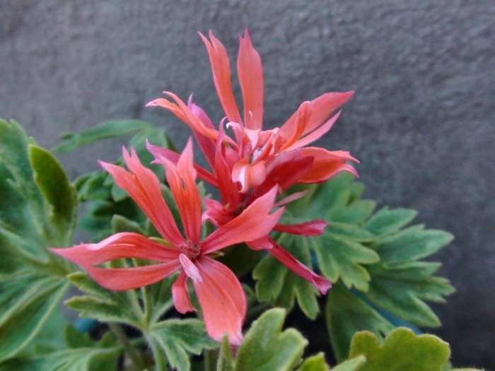 Пеларгония формозум