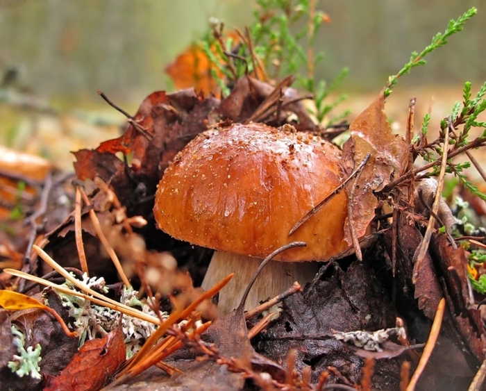 Грибы в осеннем лесу