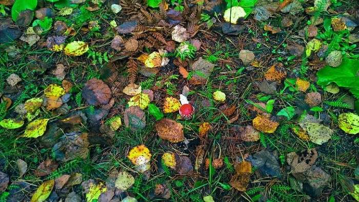 Грибы и листья