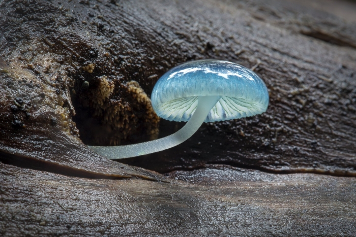 Гриб mycena interrupta