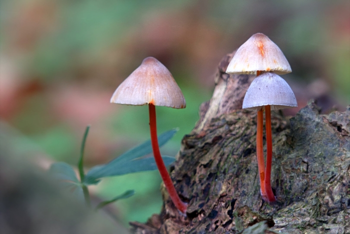 Mycena crocata