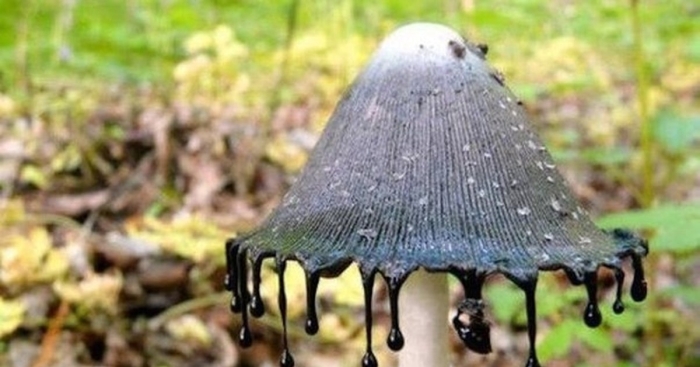 Гриб навозник поганка