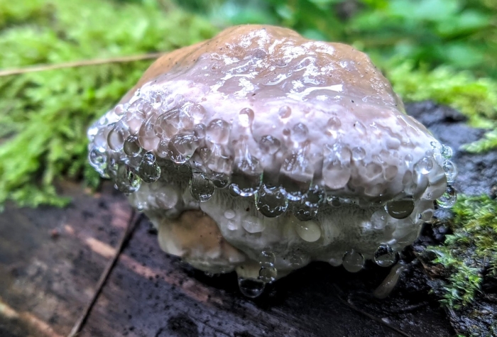 Плачущий гриб