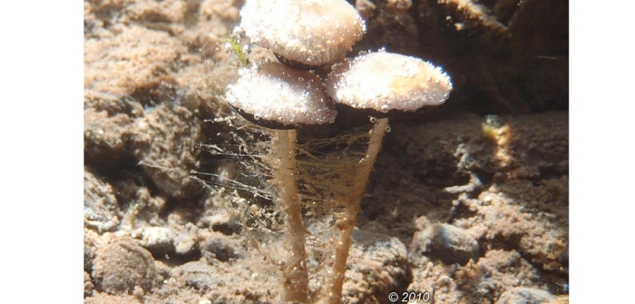 Подводные грибы