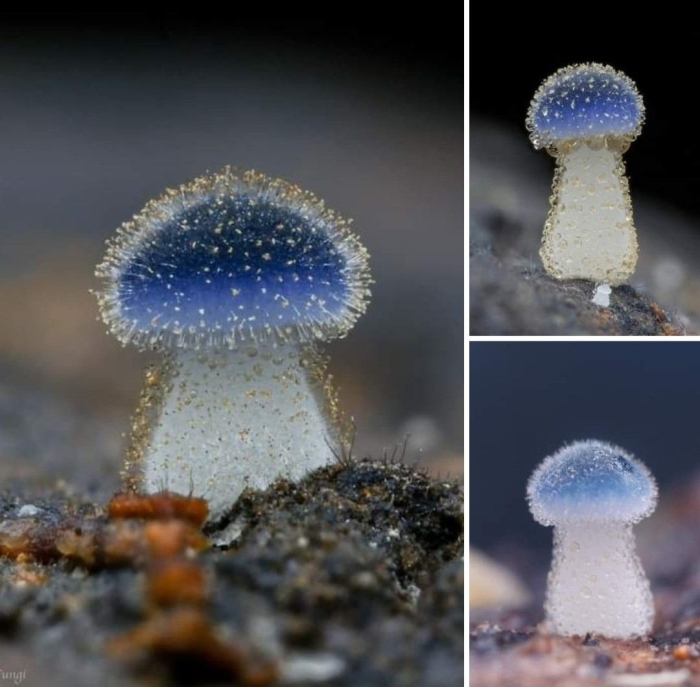 Mycena subcyanocephala
