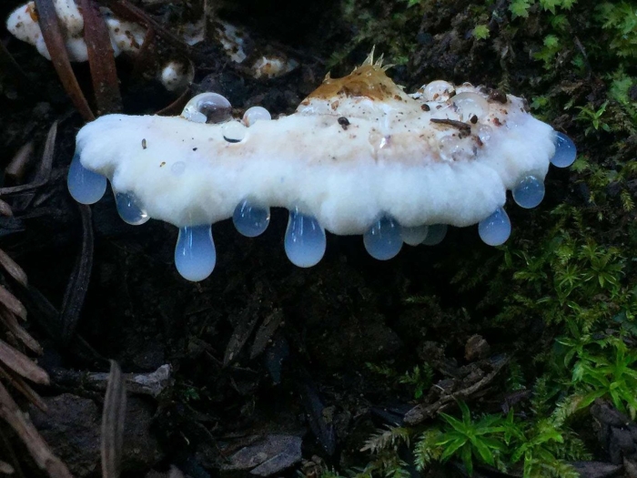 Pseudohydnum gelatinosum