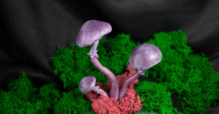 Сказочные грибы