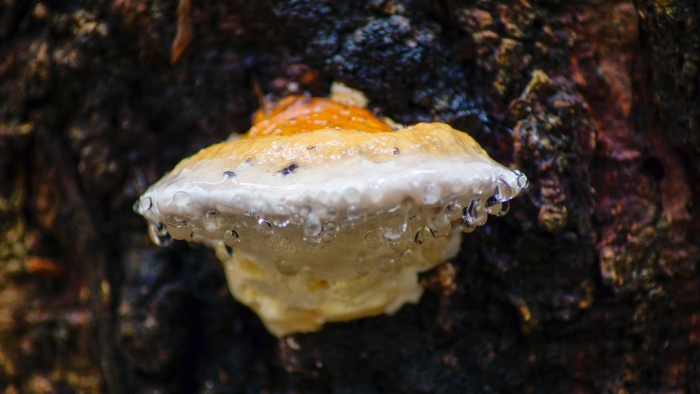 Fomitopsis pinicola